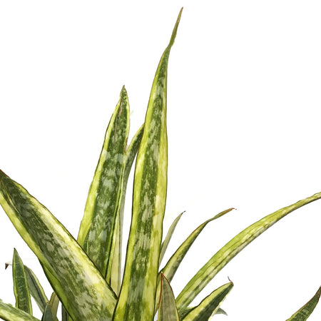 Sansevieria, 14in, Lauren