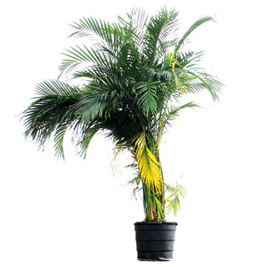 Palm, 17in, Cataractarum