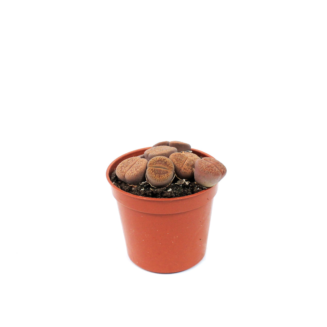 Succulent, 2.5in, Lithops Living Stone
