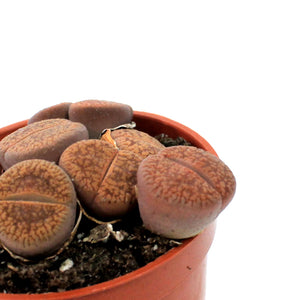 Succulent, 2.5in, Lithops Living Stone