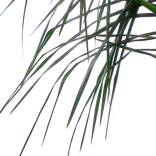 Palm, 17in, Queen