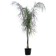 Palm, 17in, Queen
