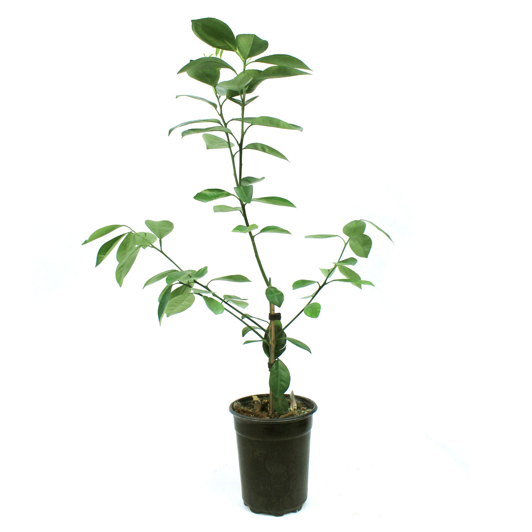 Orange, 5in, Calamondin