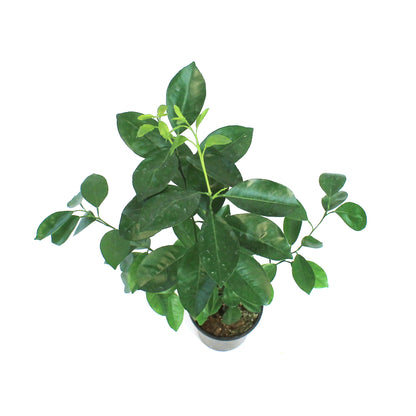 Orange, 5in, Calamondin