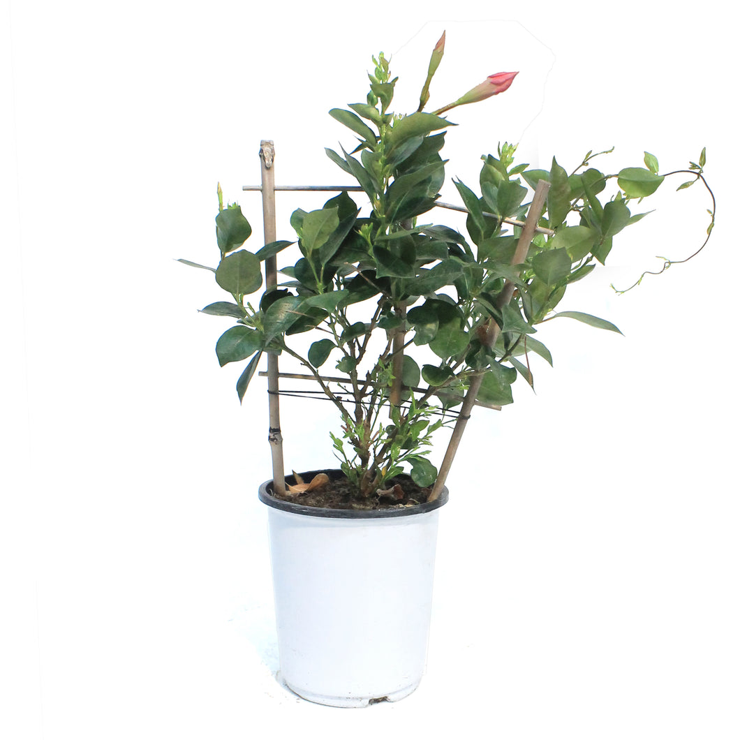 Mandevilla, 6in, Trellis