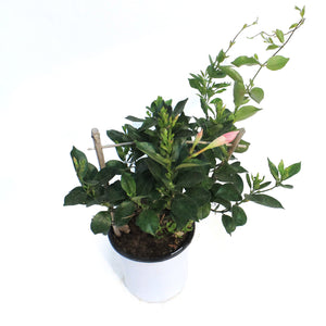 Mandevilla, 6in, Trellis