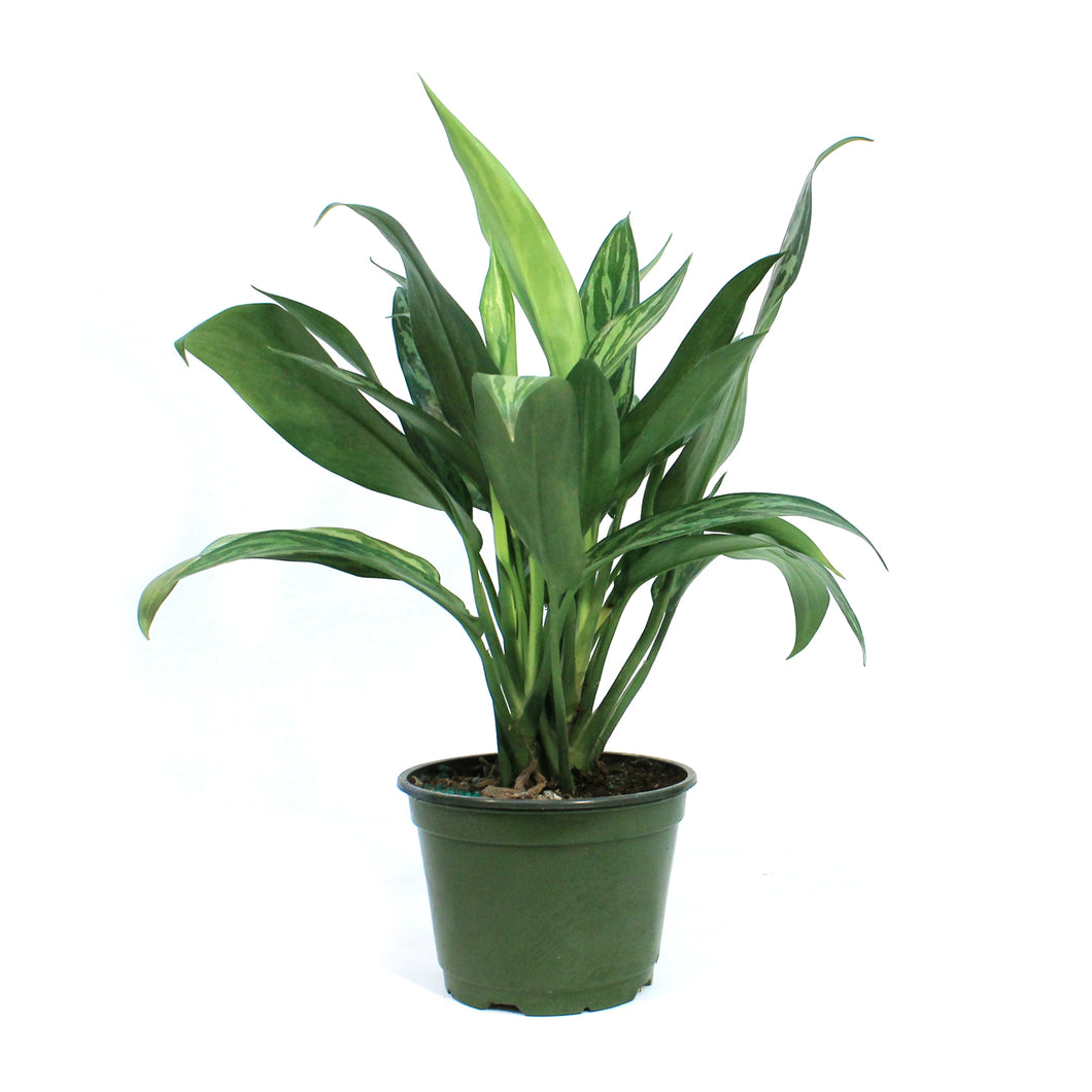 Aglaonema, 6in, Tigress