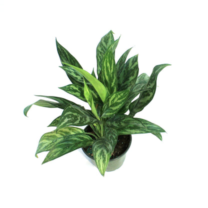 Aglaonema, 6in, Tigress