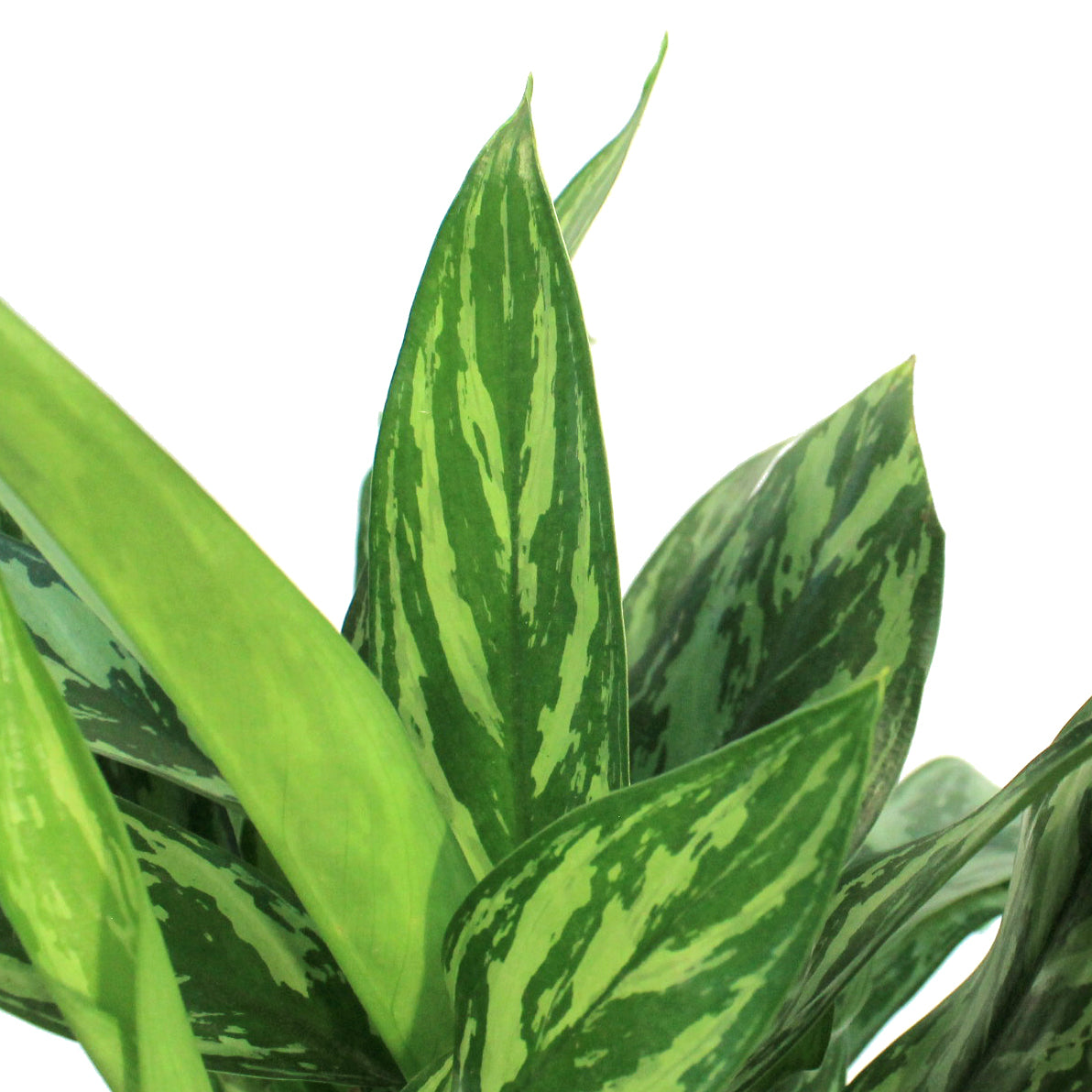 tigress aglaonema Aglaonema, 6in, Tigress – Floral Acres Greenhouse & Garden Centre