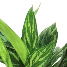 Load image into Gallery viewer, Aglaonema, 6in, Tigress
