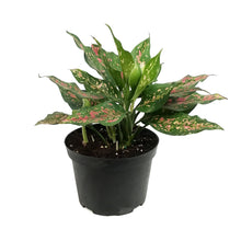 Load image into Gallery viewer, Aglaonema, 6in, Narrow Spinel
