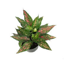 Load image into Gallery viewer, Aglaonema, 6in, Narrow Spinel
