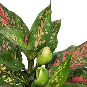 Aglaonema, 6in, Narrow Spinel