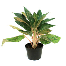 Load image into Gallery viewer, Aglaonema, 6in, Golden Flourite
