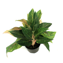 Load image into Gallery viewer, Aglaonema, 6in, Golden Flourite

