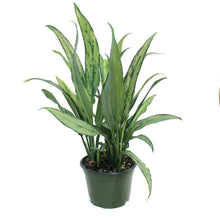 Load image into Gallery viewer, Aglaonema, 6in, Cutlass

