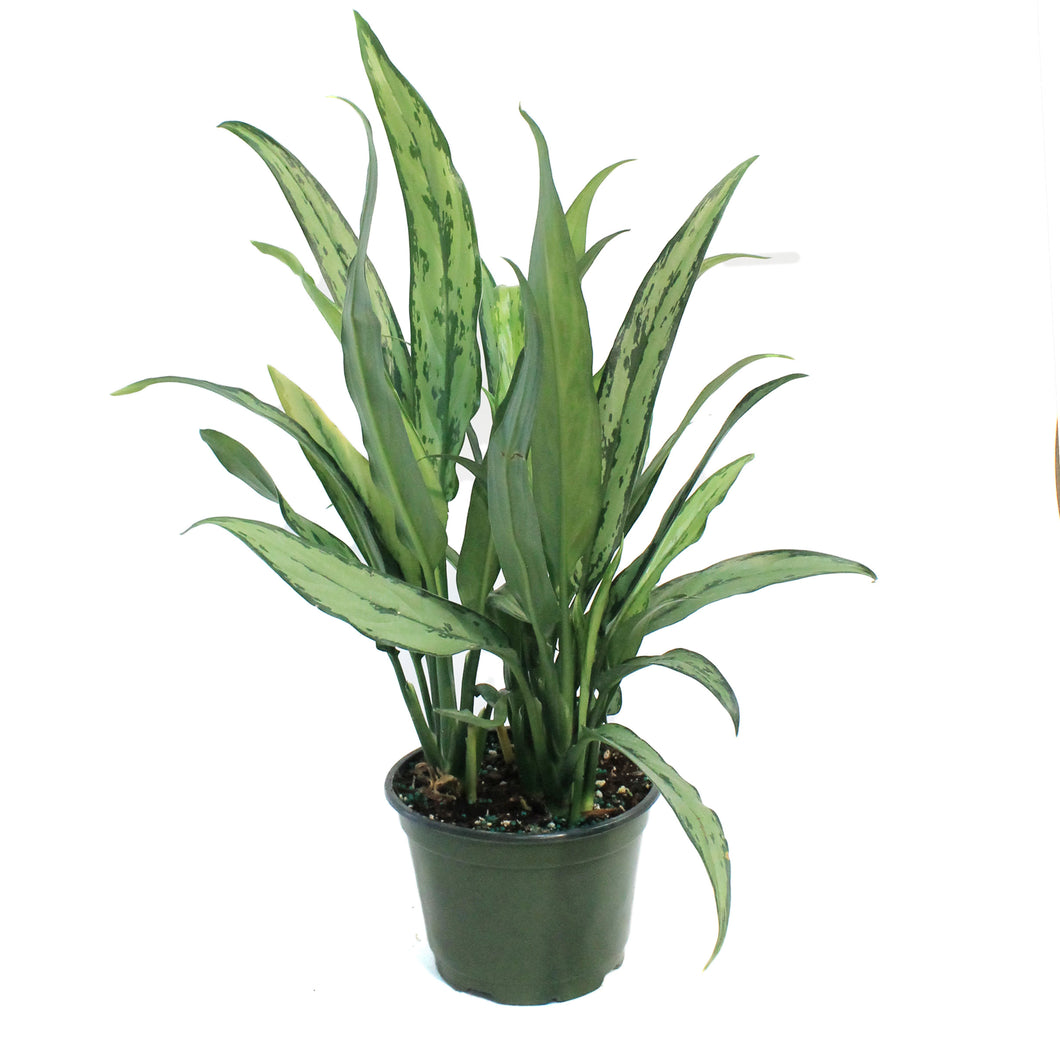 Aglaonema, 6in, Cutlass