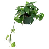 Pothos, 6in, Baltic Blue