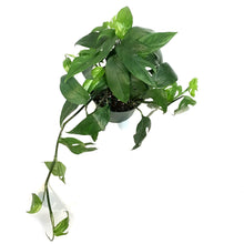 Load image into Gallery viewer, Pothos, 6in, Baltic Blue

