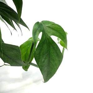 Pothos, 6in, Baltic Blue