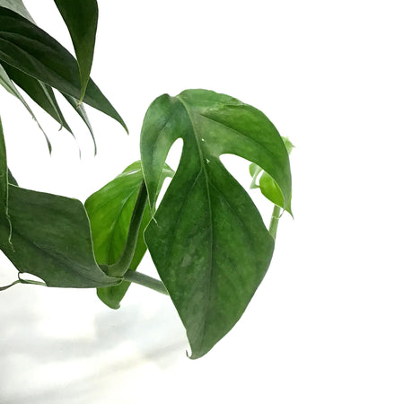 Pothos, 6in, Baltic Blue
