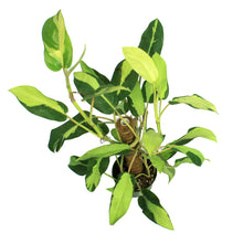 Load image into Gallery viewer, Philodendron, 6in, Thai Sunrise on a Totem
