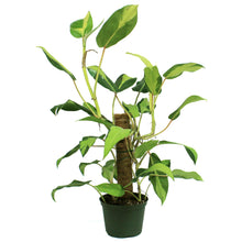 Load image into Gallery viewer, Philodendron, 6in, Thai Sunrise on a Totem
