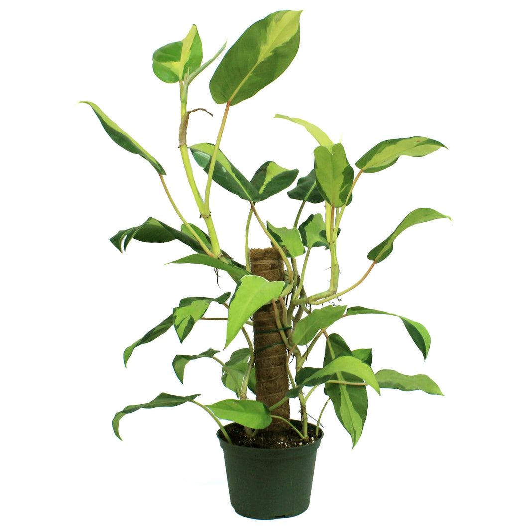 Philodendron, 6in, Thai Sunrise on a Totem