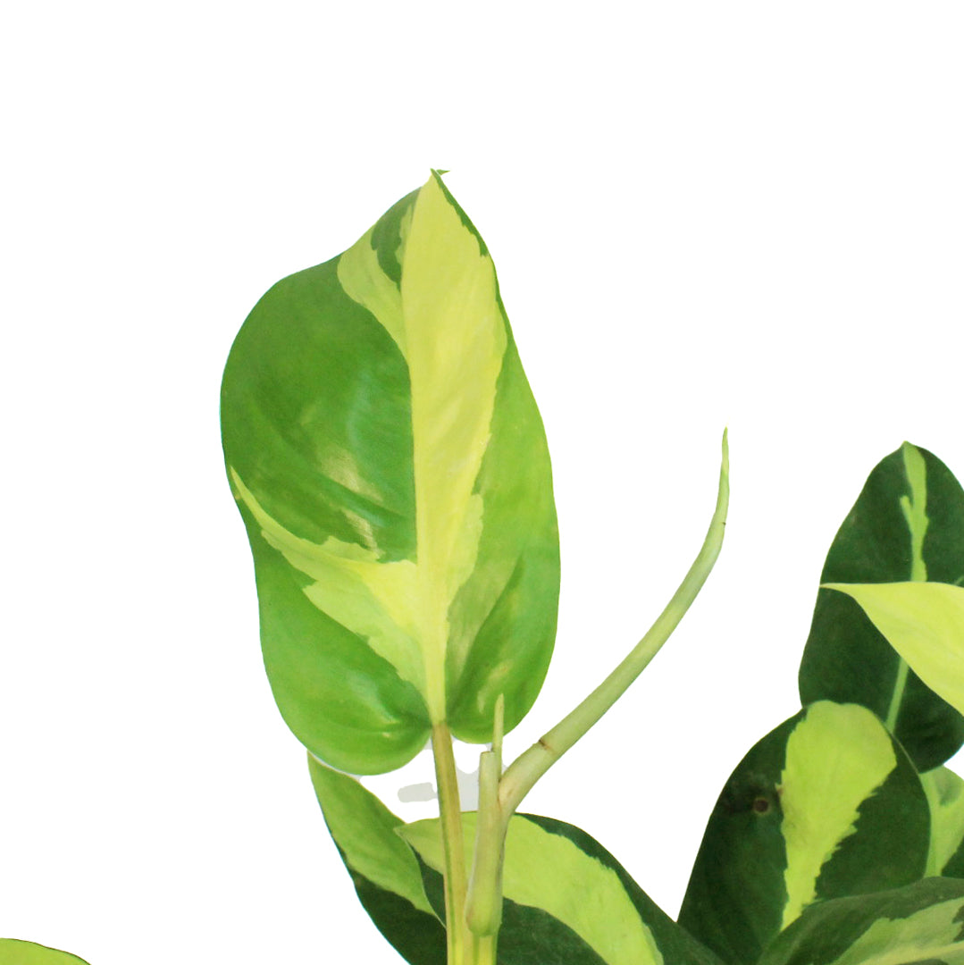 Philodendron, 6in, Thai Sunrise on a Totem