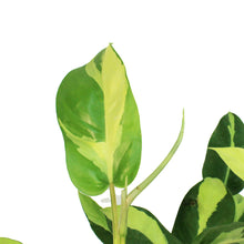 Load image into Gallery viewer, Philodendron, 6in, Thai Sunrise on a Totem
