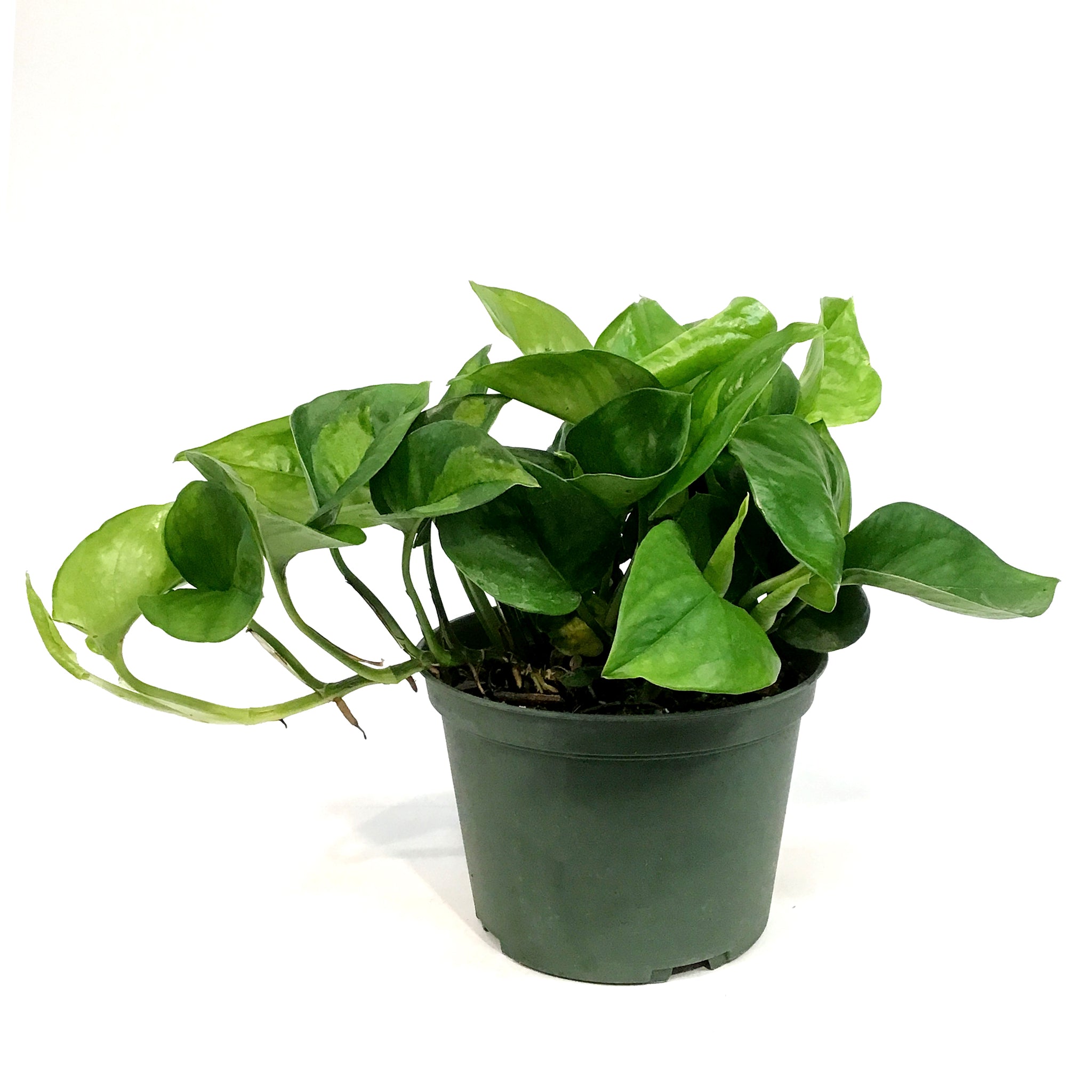 pothos camouflage Pothos, 6n, Camouflage – Floral Acres Greenhouse & Garden Centre
