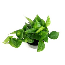 Load image into Gallery viewer, Pothos, 6n, Camouflage
