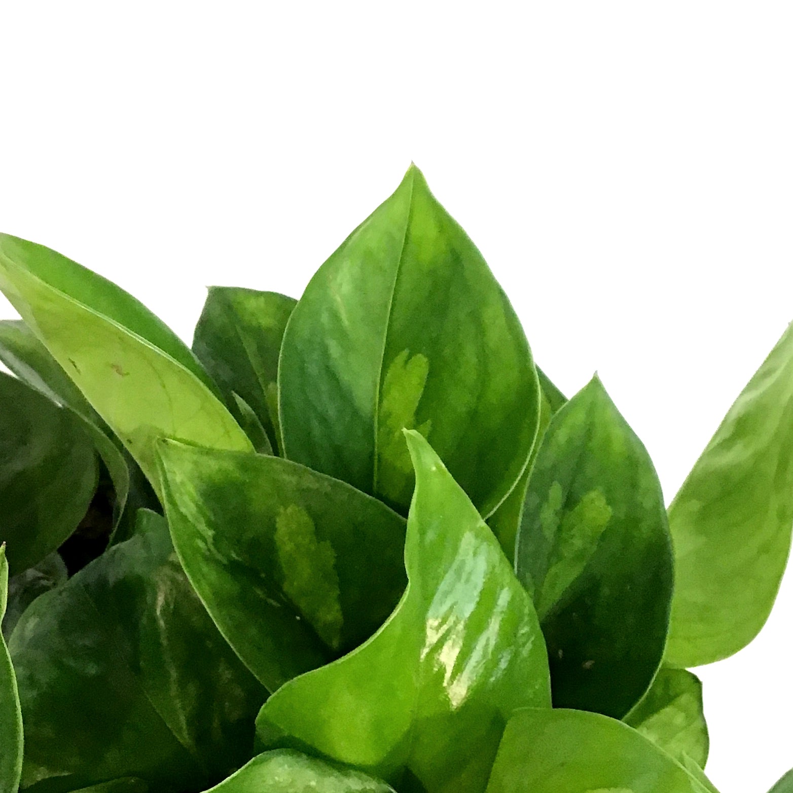camouflage pothos Pothos, 6n, Camouflage