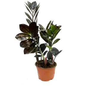 ZZ Plant, 4in, Zamioculcas Zamiifolia Raven ZZ