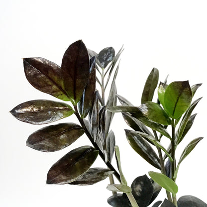 ZZ Plant, 4in, Zamioculcas Zamiifolia Raven ZZ