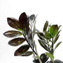 Load image into Gallery viewer, ZZ Plant, 4in, Zamioculcas Zamiifolia Raven ZZ
