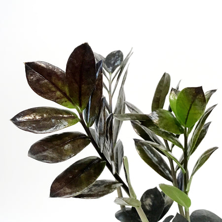 ZZ Plant, 4in, Zamioculcas Zamiifolia Raven ZZ