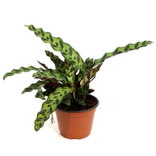 Load image into Gallery viewer, Calathea, 6in, Rattlesnake
