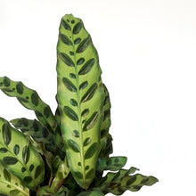 Load image into Gallery viewer, Calathea, 6in, Rattlesnake
