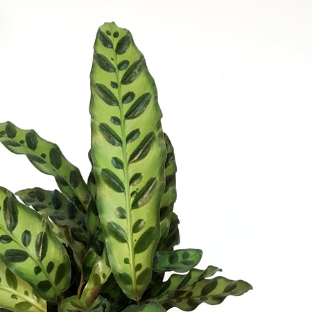 Calathea, 6in, Rattlesnake