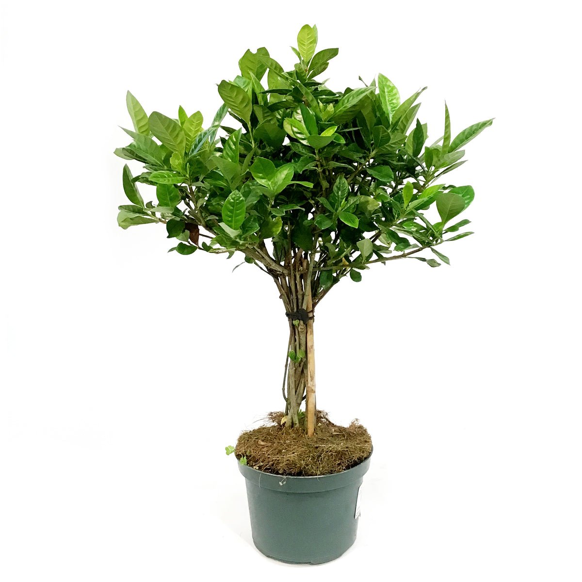 Gardenia, 6in