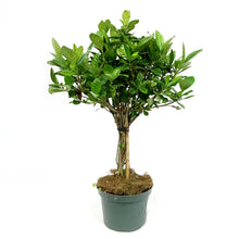 Load image into Gallery viewer, Gardenia, 6in
