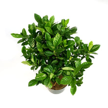 Load image into Gallery viewer, Gardenia, 6in
