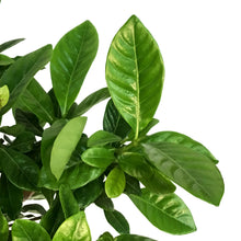 Load image into Gallery viewer, Gardenia, 6in

