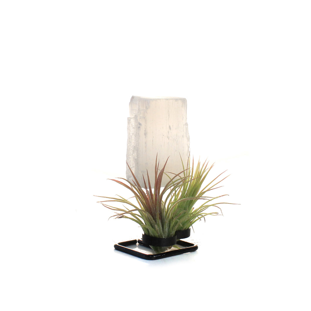 Tillandsia with Selenite on Stand
