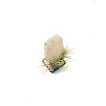 Load image into Gallery viewer, Tillandsia with Selenite on Stand
