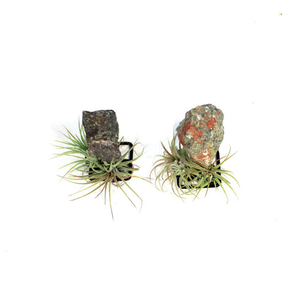 Tillandsia with Dragon Jasper on Stand