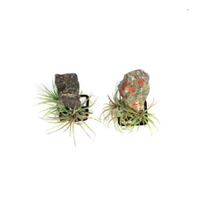 Load image into Gallery viewer, Tillandsia with Dragon Jasper on Stand
