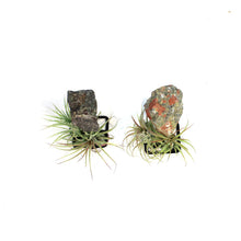 Load image into Gallery viewer, Tillandsia with Dragon Jasper on Stand
