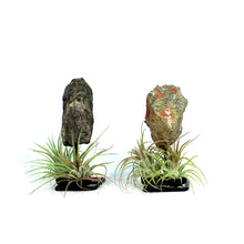 Load image into Gallery viewer, Tillandsia with Dragon Jasper on Stand
